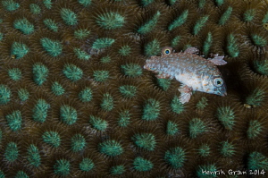 Patterns by Henrik Gram Rasmussen 